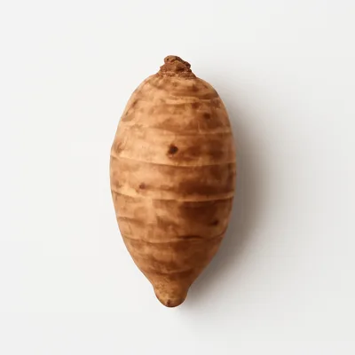 Illustration of arrowroot, raw