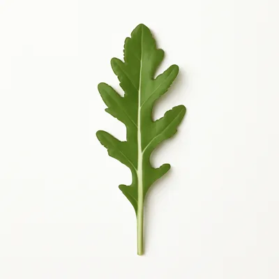 Illustration of arugula, raw