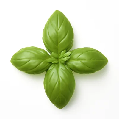 Illustration of basil, fresh