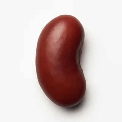 Illustration of beans, kidney, red, mature seeds, raw