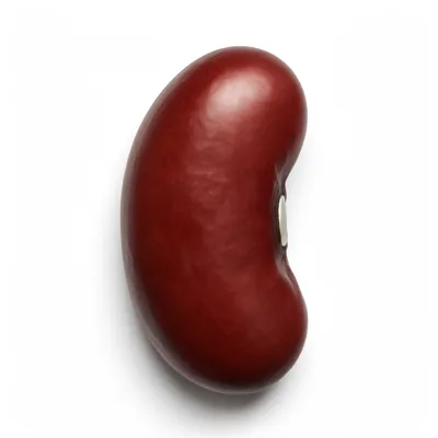 Illustration of beans, kidney, royal red, mature seeds, raw