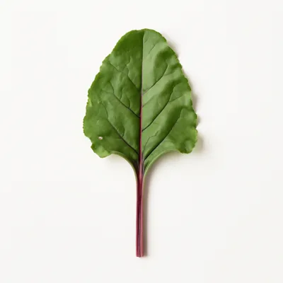 Illustration of beet greens, raw