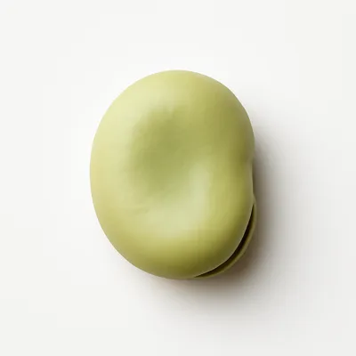 Illustration of broadbeans (fava beans), mature seeds, raw