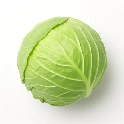 Illustration of cabbage, common (danish, domestic, and pointed types), freshly harvest, raw