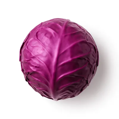Illustration of cabbage, red, raw