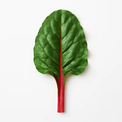 Illustration of chard, swiss, raw