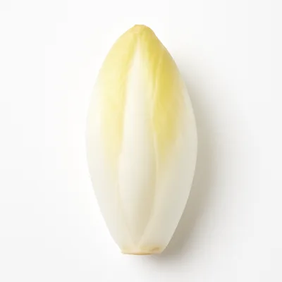 Illustration of chicory, witloof, raw