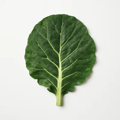 Illustration of collards, raw