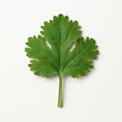 Illustration of coriander (cilantro) leaves, raw