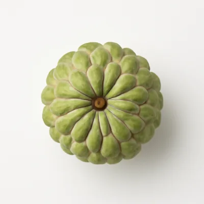 Illustration of custard-apple, (bullock’s-heart), raw