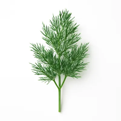 Illustration of dill weed, fresh