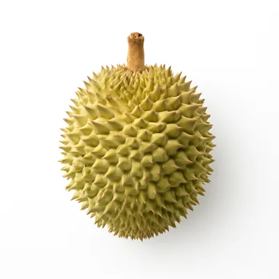 Illustration of durian, raw or frozen