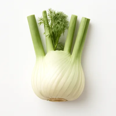 Illustration of fennel, bulb, raw