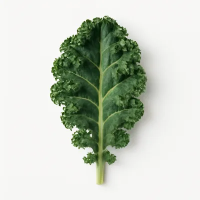 Illustration of kale, raw