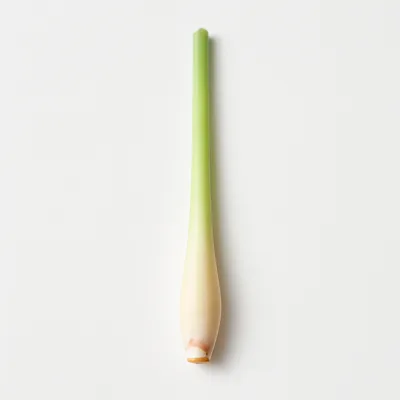 Illustration of lemon grass (citronella), raw