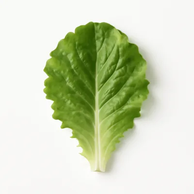 Illustration of lettuce, green leaf, raw