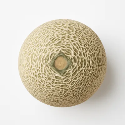 Illustration of melons, cantaloupe, raw