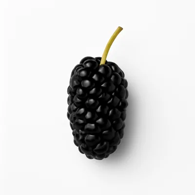 Illustration of mulberries, raw