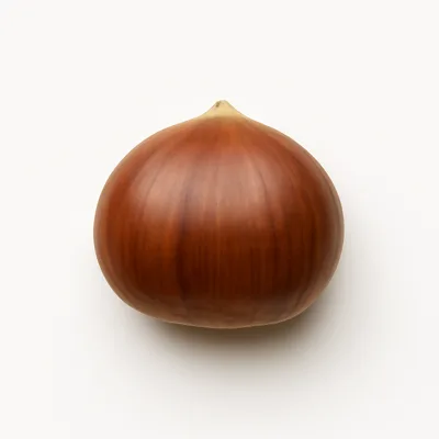 Illustration of nuts, chestnuts, chinese, raw