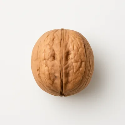 Illustration of nuts, walnuts, english