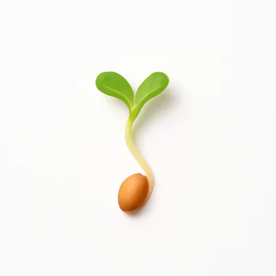Illustration of radish seeds, sprouted, raw