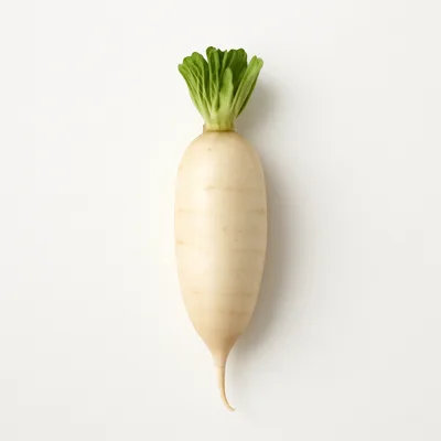 Illustration of radishes, oriental, raw