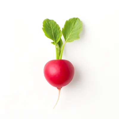 Illustration of radishes, raw