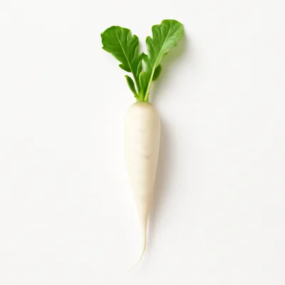 Illustration of radishes, white icicle, raw
