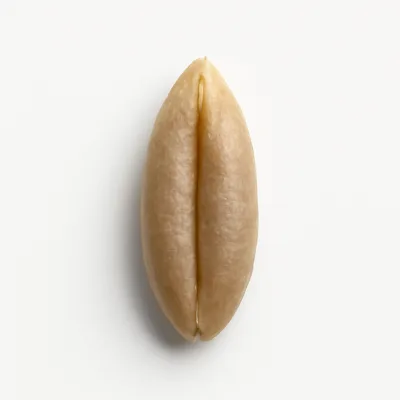 Illustration of rye grain