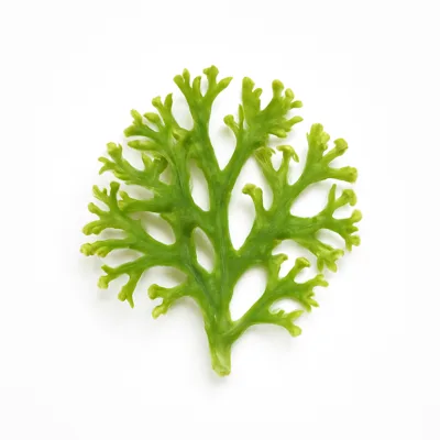 Illustration of seaweed, irishmoss, raw
