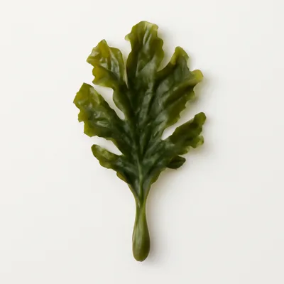 Illustration of seaweed, kelp, raw