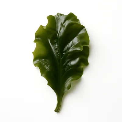 Illustration of seaweed, wakame, raw