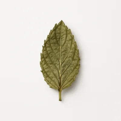 Illustration of spearmint, dried