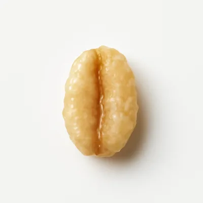 Illustration of spelt, cooked