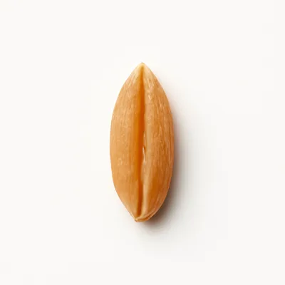 Illustration of spelt, uncooked