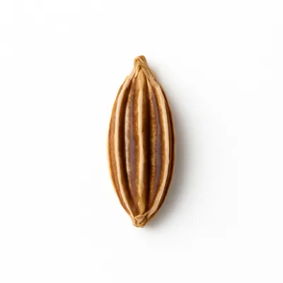 Illustration of spices, caraway seed