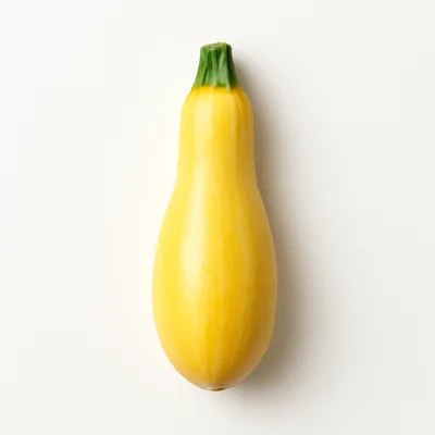 Illustration of squash, summer, crookneck and straightneck, raw