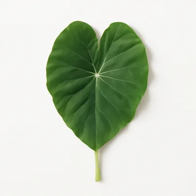 Illustration of taro leaves, raw