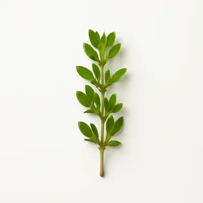 Illustration of thyme, fresh