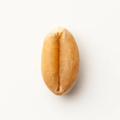 Illustration of wheat, durum