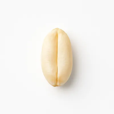 Illustration of wheat, hard white