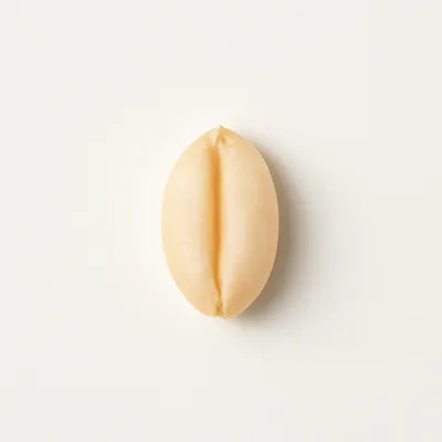 Illustration of wheat, soft white