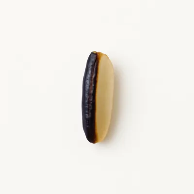 Illustration of wild rice, cooked